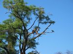 14173 Vultures in tree.jpg